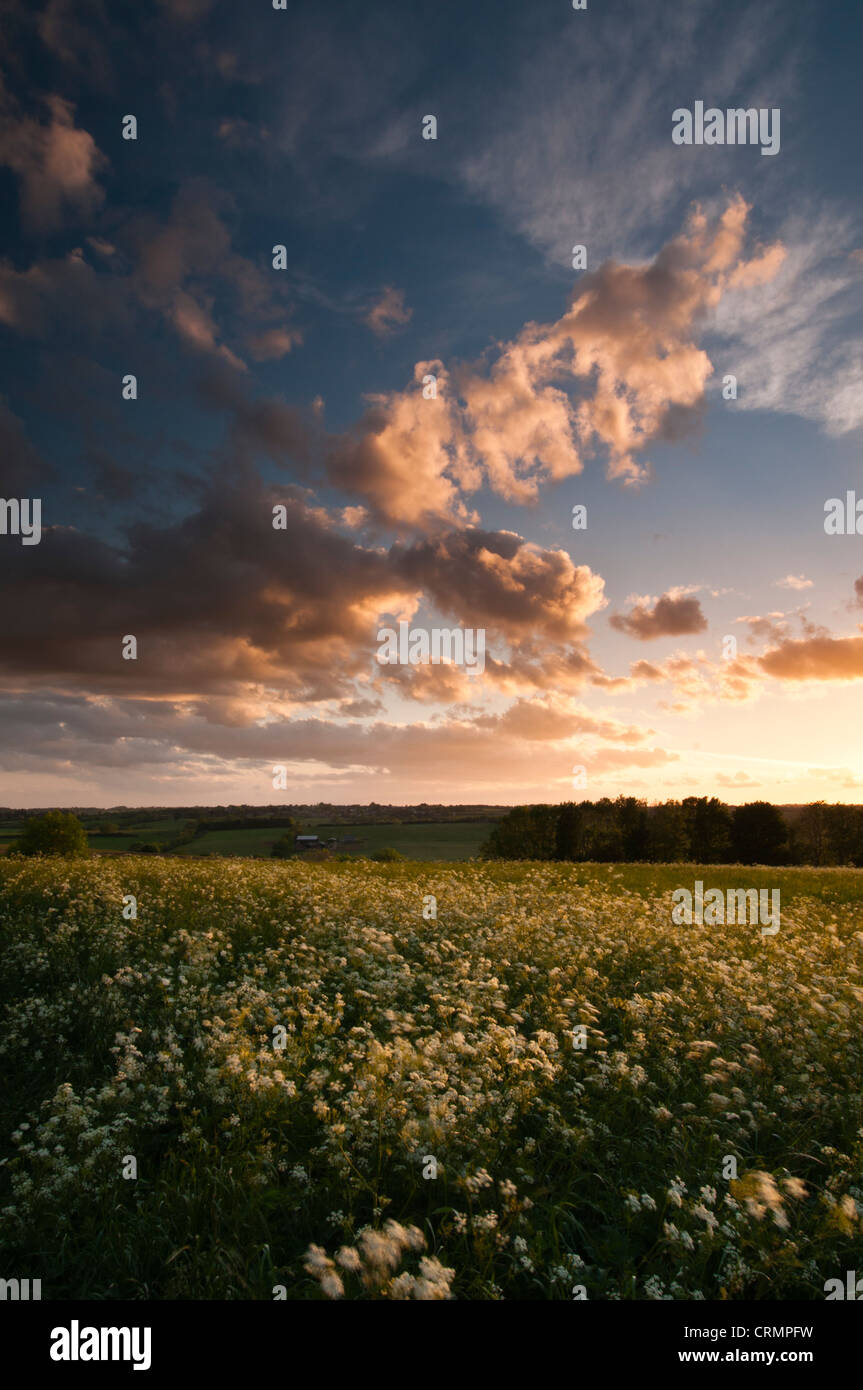 Sonnenbeschienene Wolken bei Sonnenuntergang an einem Maiabend über einer Wiese voller KuhPetersilie, in der Nähe von Brixworth, Northamptonshire, England Stockfoto