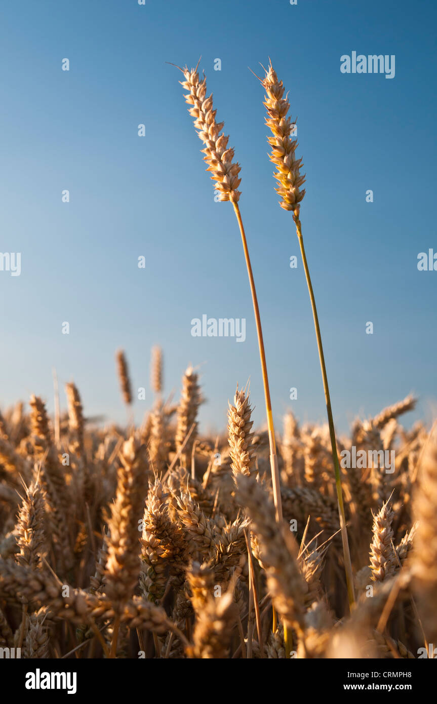 Reif für die Ernte Ähren beleuchtet durch goldene Abendsonne gegen einen blauen Sommerhimmel in Northamptonshire, England Stockfoto