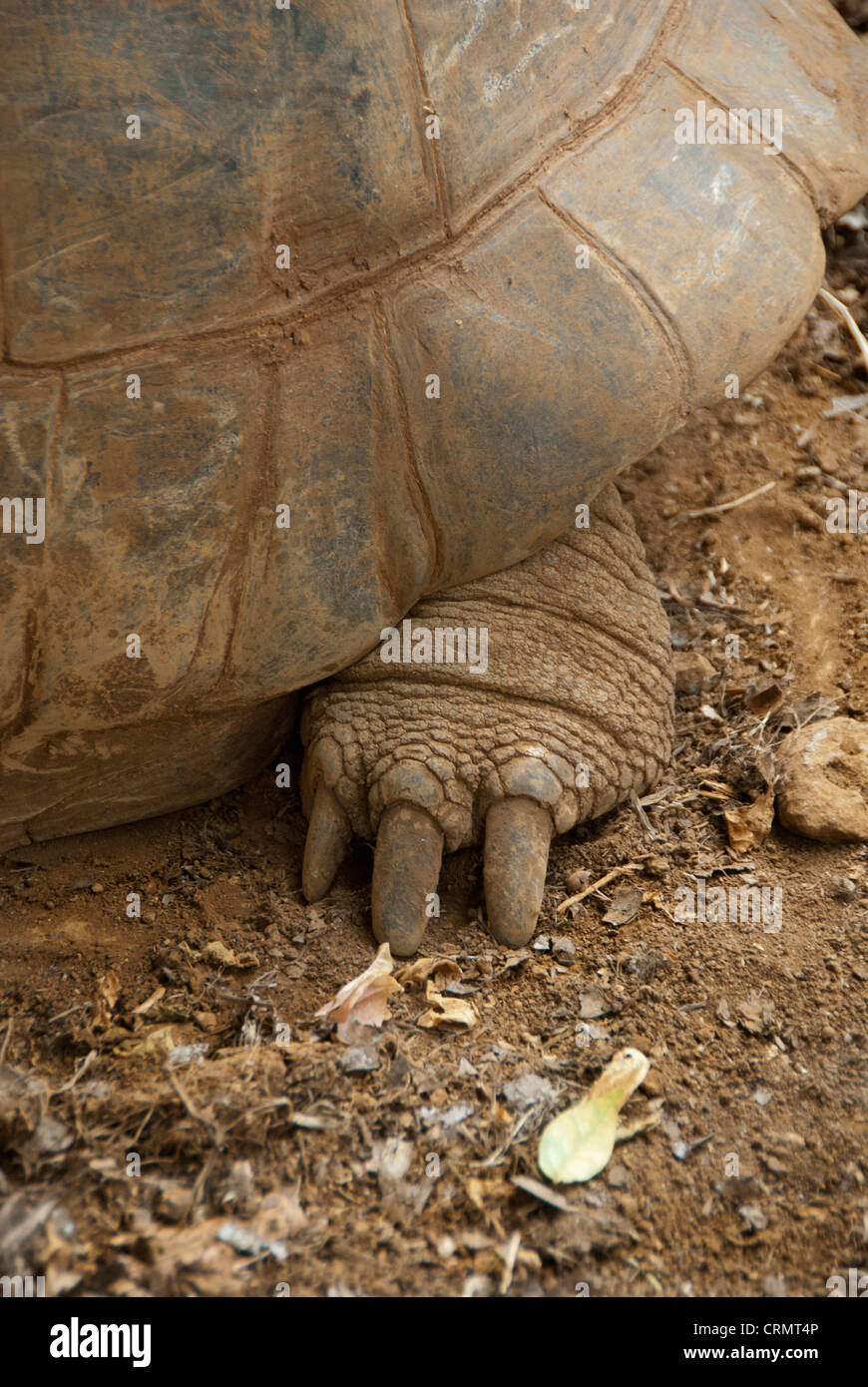 Insel Mauritius. Casela Park, beliebte Tierwelt Vogel- und Tierpark. Seychelle Aldabran Landschildkröte. Stockfoto