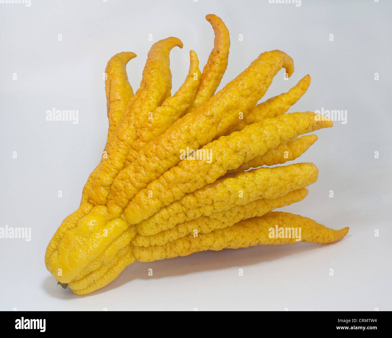 Buddhas Hand Kaufen