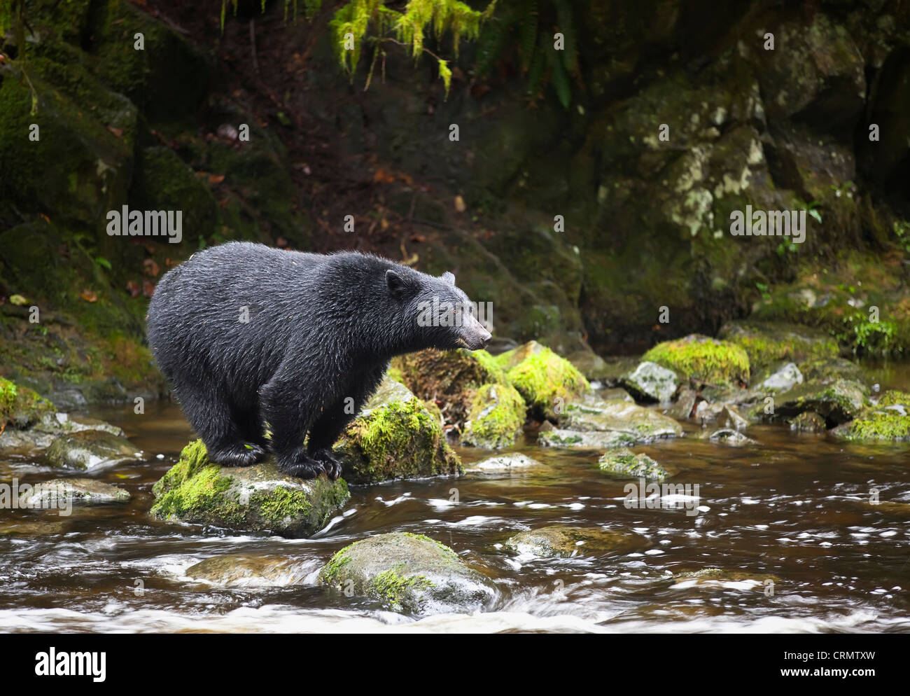 Schwarzer Bär, Thornton Creek, Vancouver Island, British Columbia, Kanada Stockfoto