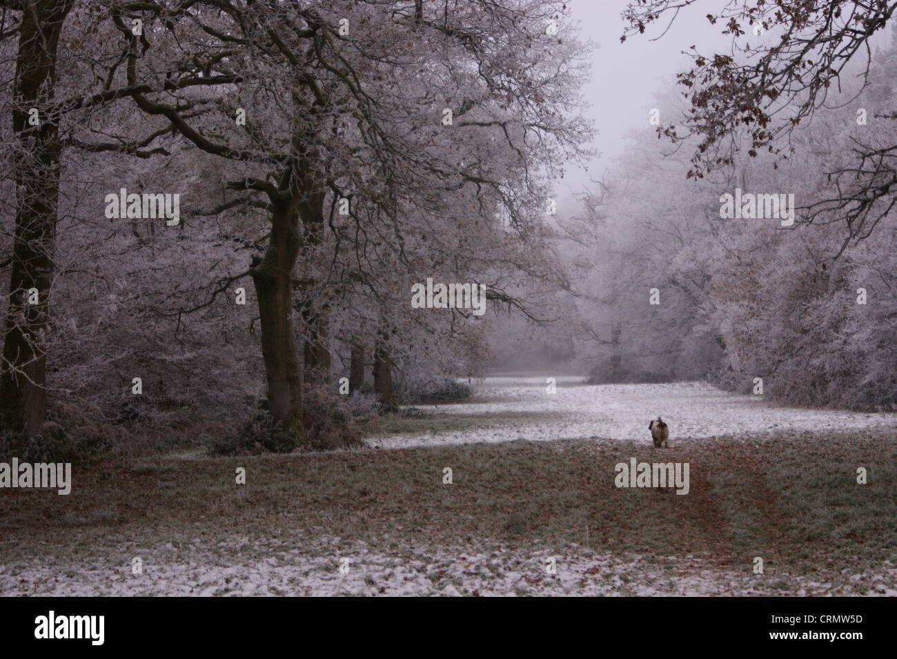 Raureif auf den Bäumen tief im Wald an einem bitter kalten Nebel Morgen während den Hund zu Fuß genommen Stockfoto