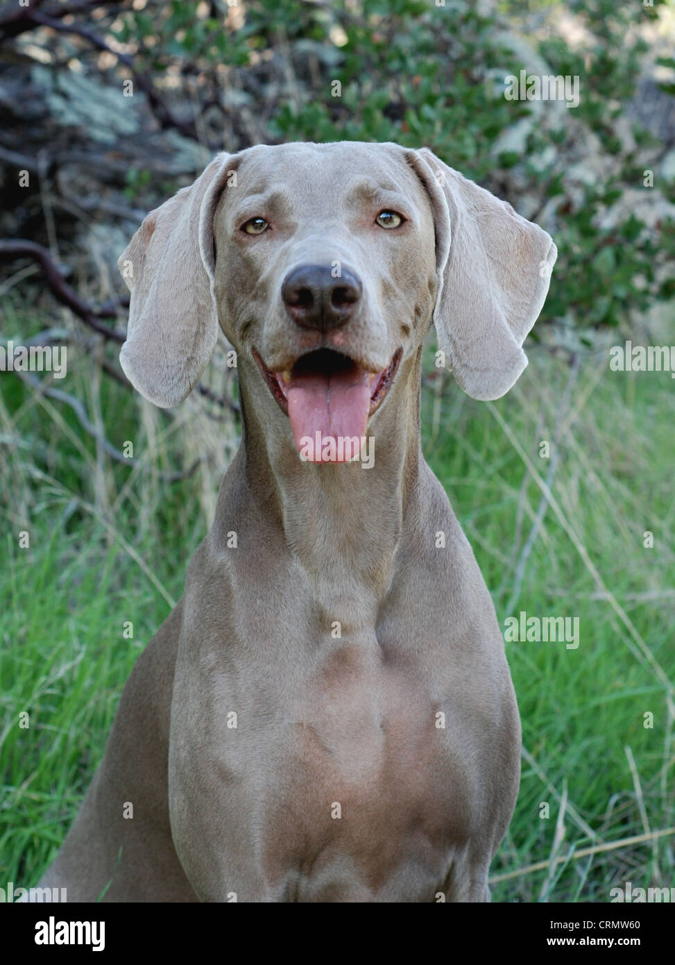 Outdoor-Porträt eines Hundes Weimaraner. Stockfoto