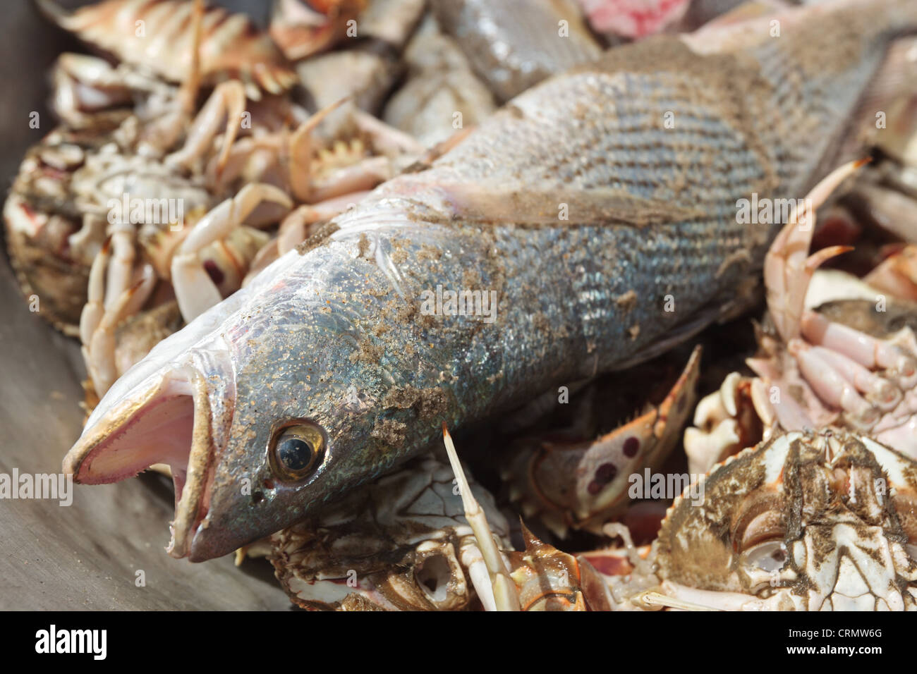 Fische und Krustentiere lag in einem Eimer nach zurück gebracht vom Meer von Fischern in Cape Coast, Ghana Stockfoto