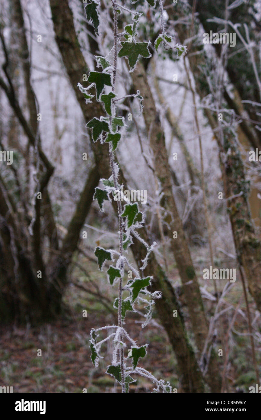 Raureif auf den nachgestellten Efeu im Wald an einem bitterkalten nebligen, frostigen Morgen genommen Stockfoto