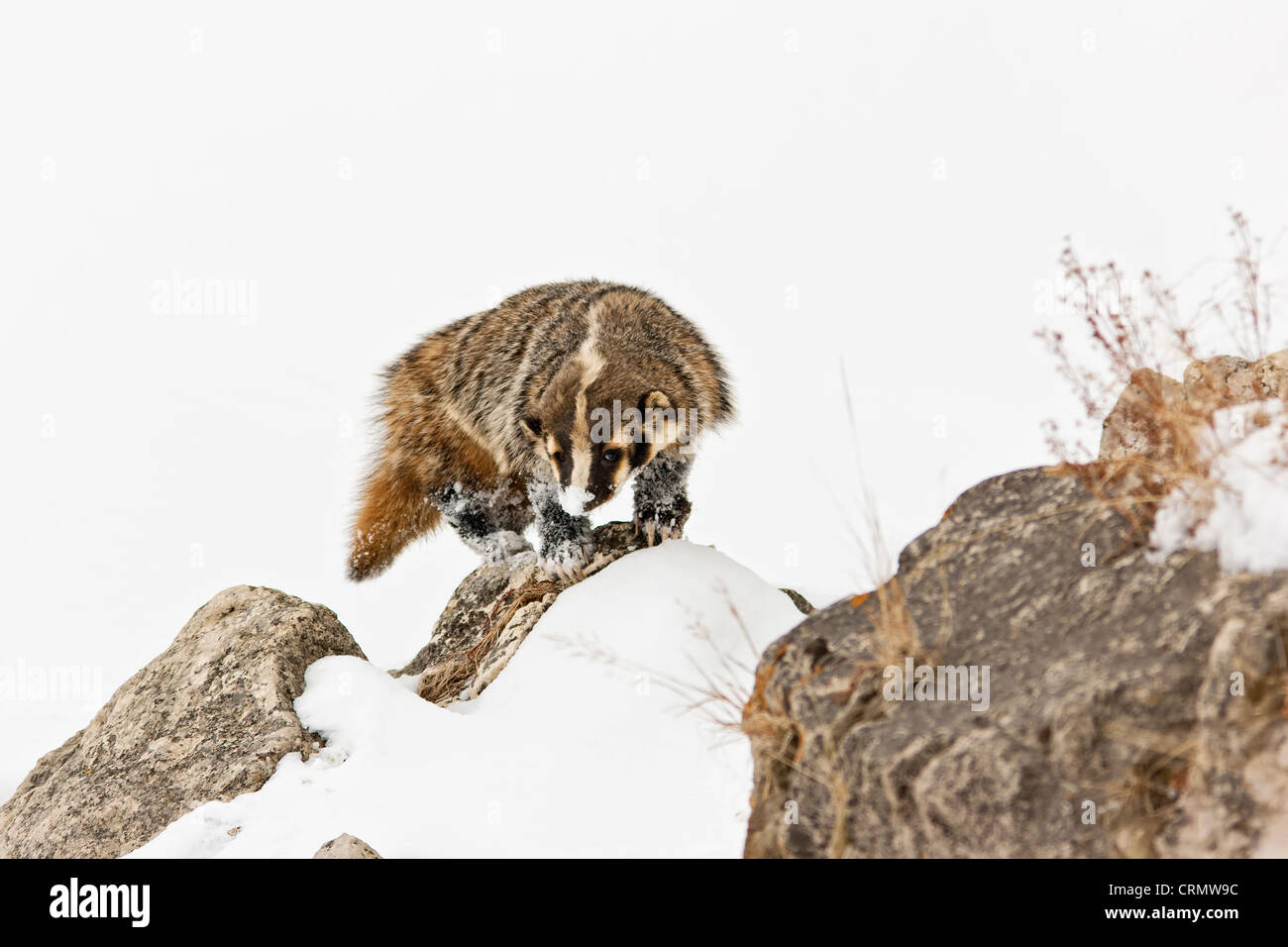 Amerikanischer Dachs stehen auf Felsen im Schnee im Yellowstone National Park Stockfoto