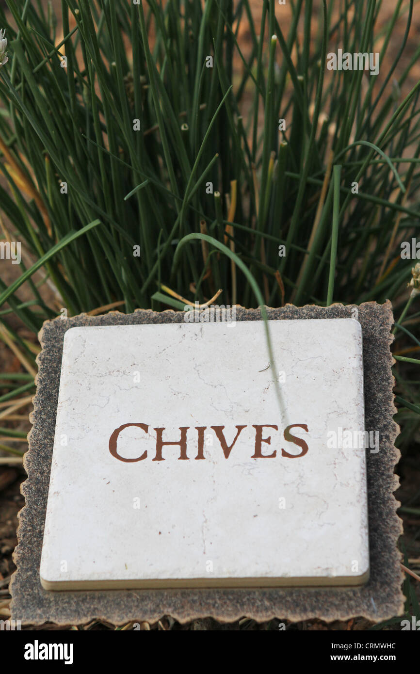 Schnittlauch wächst in einem Garten. Stockfoto