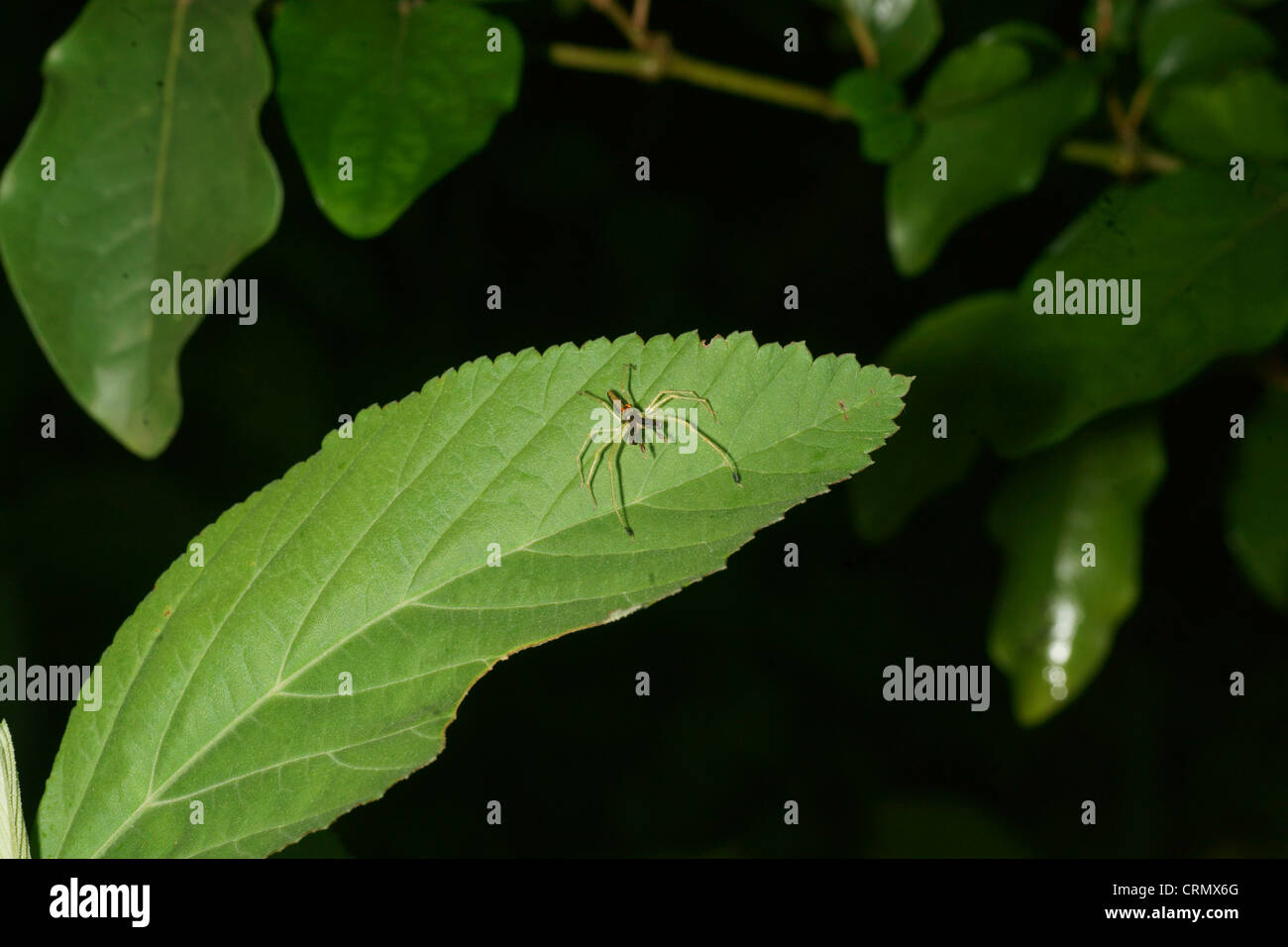 Magnolia Grün springen Spinne (Lyssomanes Viridis) wartet auf ein Blatt. Stockfoto