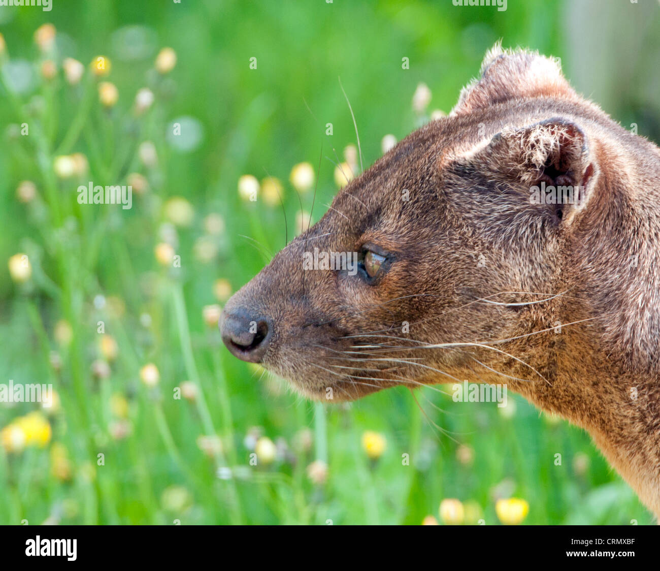 Männliche fossa Stockfoto