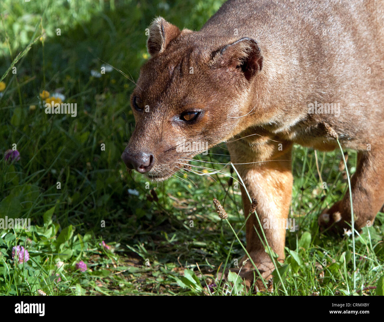 Männliche fossa Stockfoto
