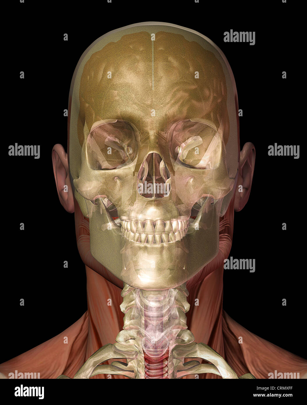 Anatomie des Menschen Kopf zeigt das Gehirn und Schädel Stockfoto