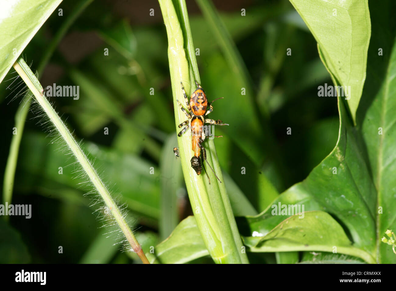 Phidippus jumping Spider mit großen ant Beute Stockfoto