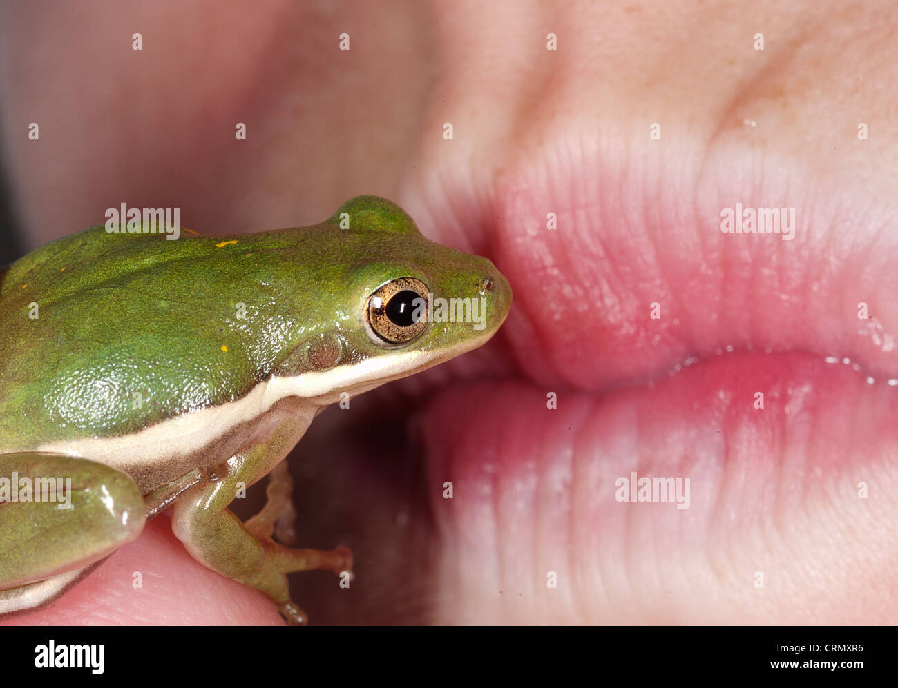 Mädchen, die einen Frosch küssen Stockfoto