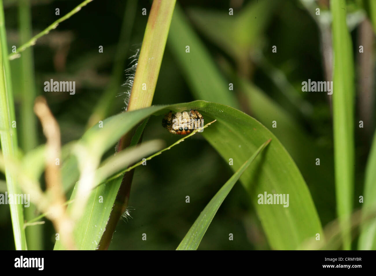 Große orange und schwarz Phidippus springen Spinne wartet auf Beute nahe genug kommen Stockfoto