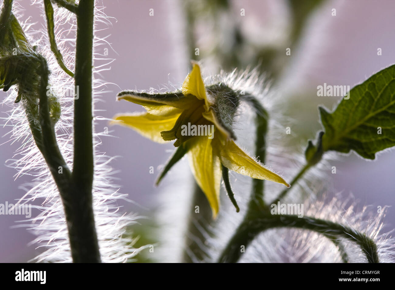 Tomaten Pflanze Blüte zeigt gelbe Blütenteile, Blätter, Stiele und Trichomen. Stockfoto