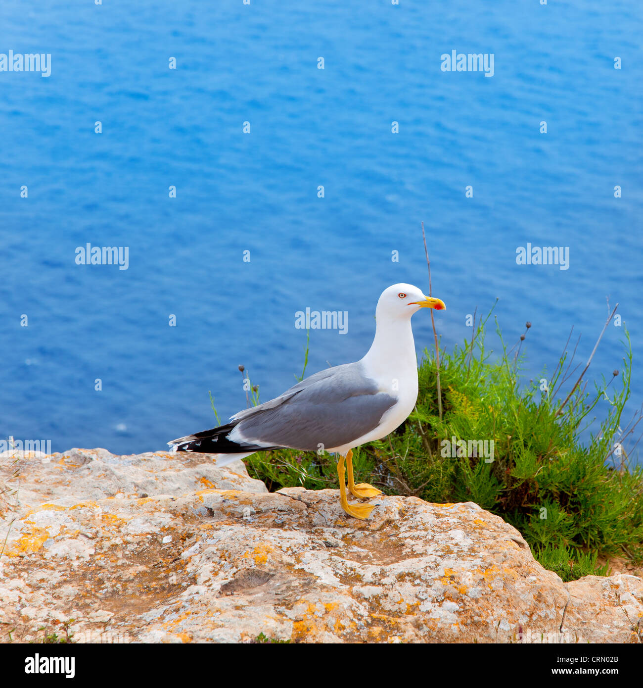 Seevogel auf perfekte Mittelmeer in Balearen Möwe Stockfoto