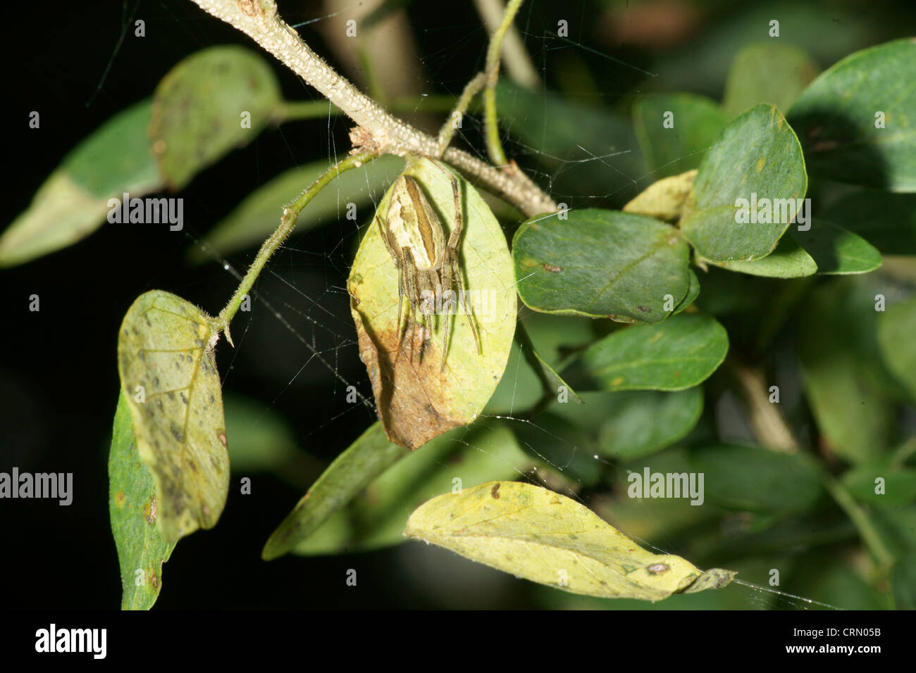 Wolfspinne Stockfoto