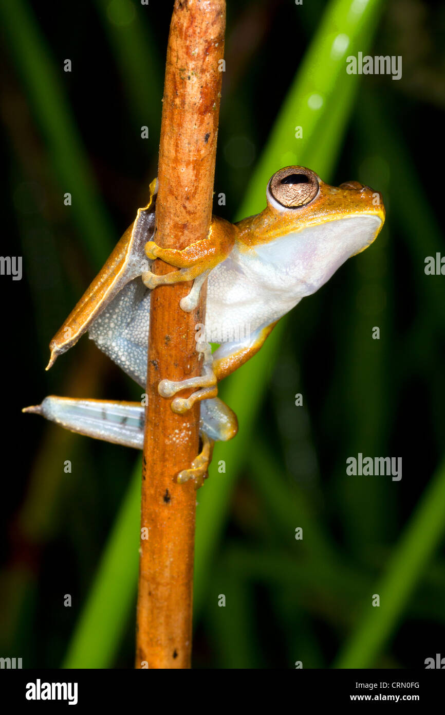 Sträfling Treefrog (Hypsiboas Calcaratus) immer bereit zu springen. Im ecuadorianischen Amazonas Amazonas Stockfoto