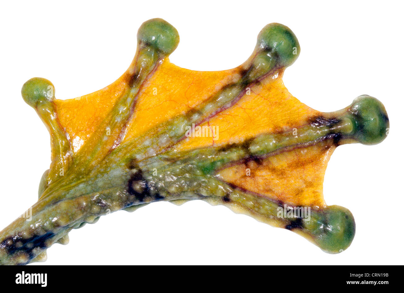 Webbed Hinterfüße Watry Treefrog (Ecnomiohyla Tuberculosa), eine sehr seltene Treefrog aus dem ecuadorianischen Amazonas Stockfoto