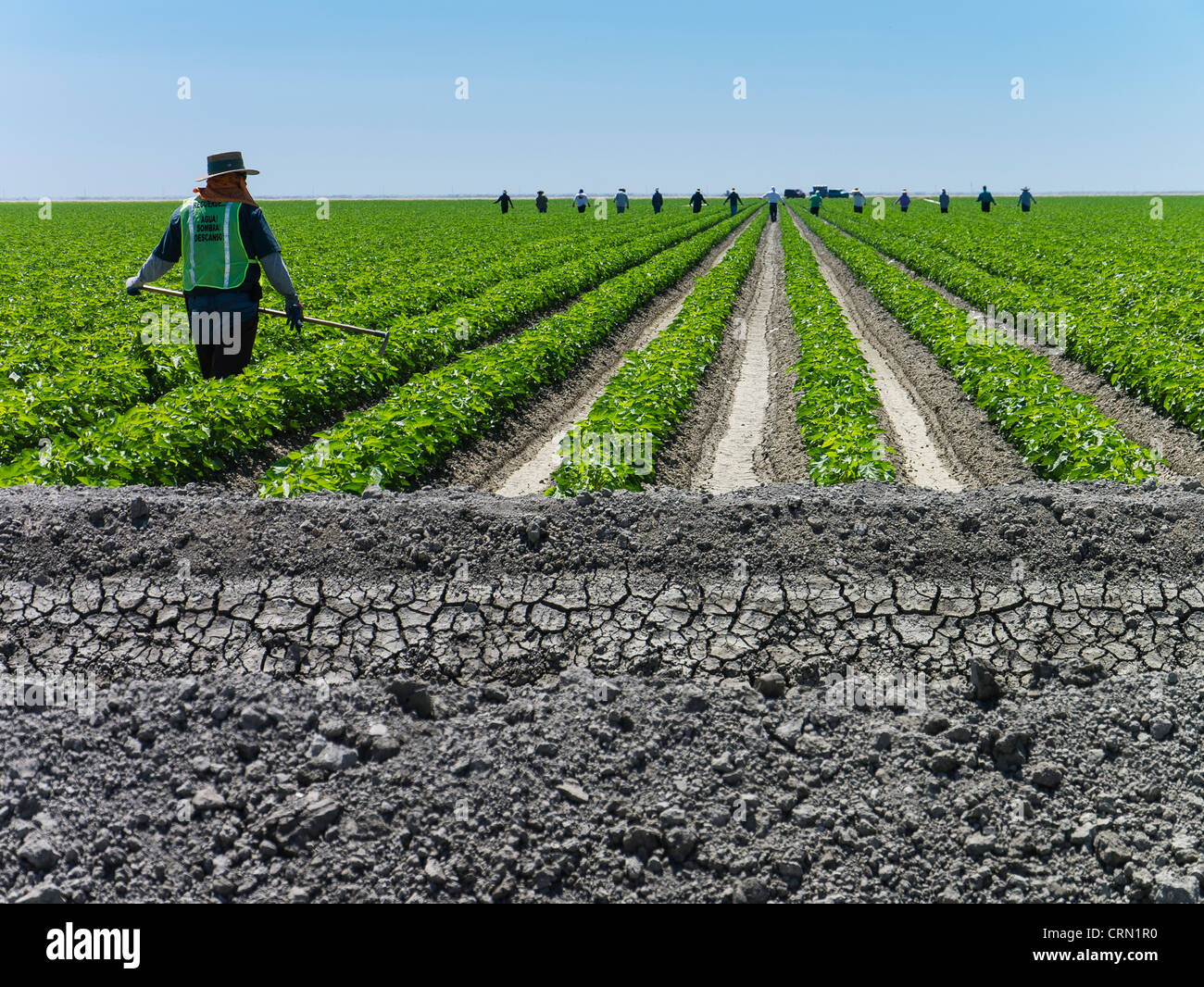 Landwirt Arbeiter aufgereiht hintereinander arbeitet auf einem Gebiet in der Central Valley in Kalifornien mit dem Vorarbeiter im Vordergrund. Stockfoto