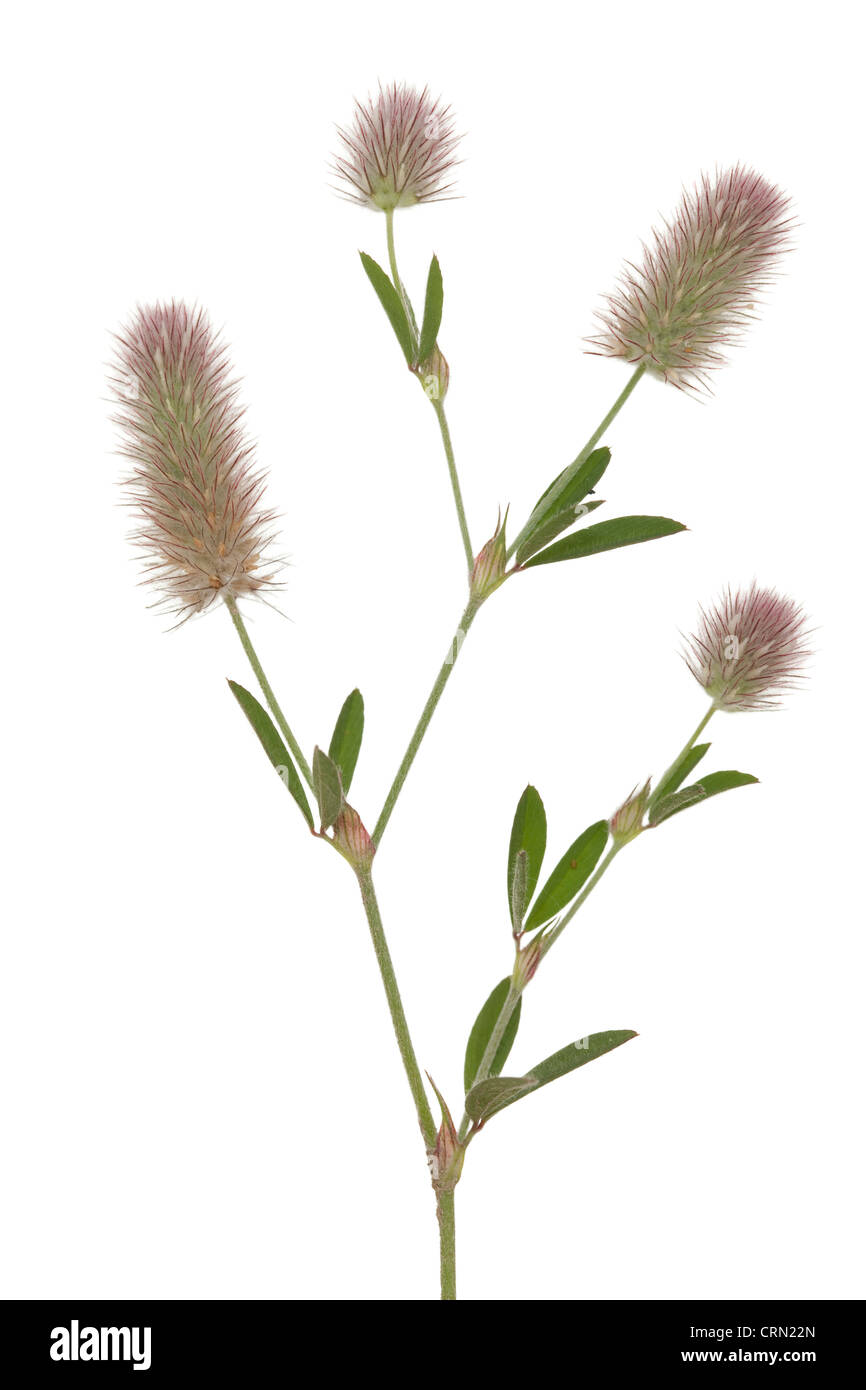 Blume Clover(Trifolium arvense) auf weißem Hintergrund Stockfoto