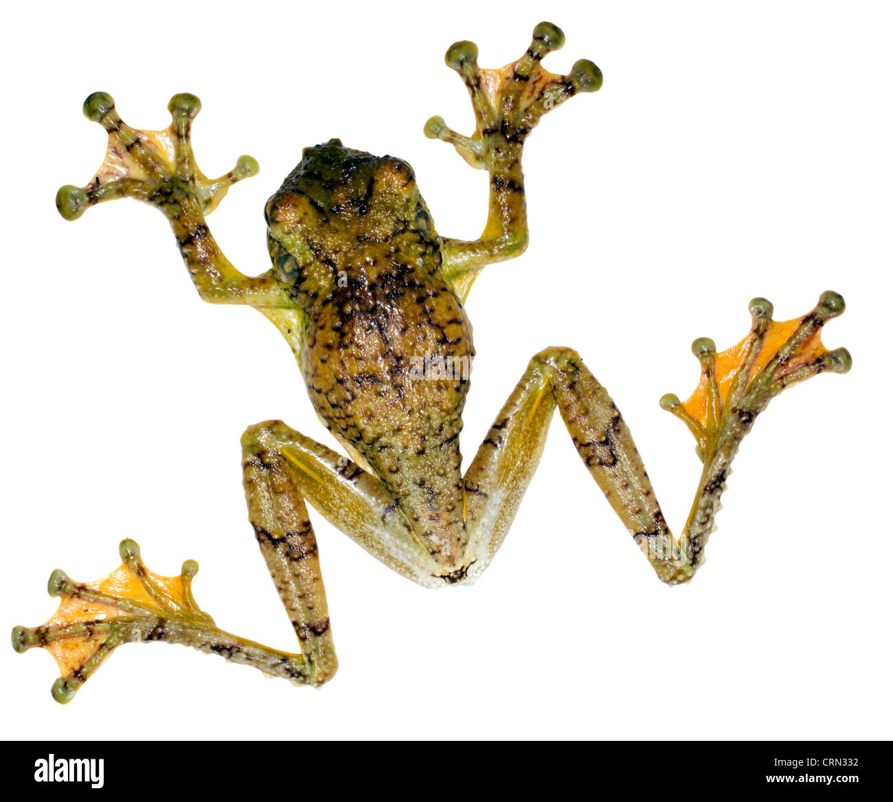Watry Treefrog (Ecnomiohyla Tuberculosa), eine sehr seltene Treefrog aus dem ecuadorianischen Amazonas Stockfoto