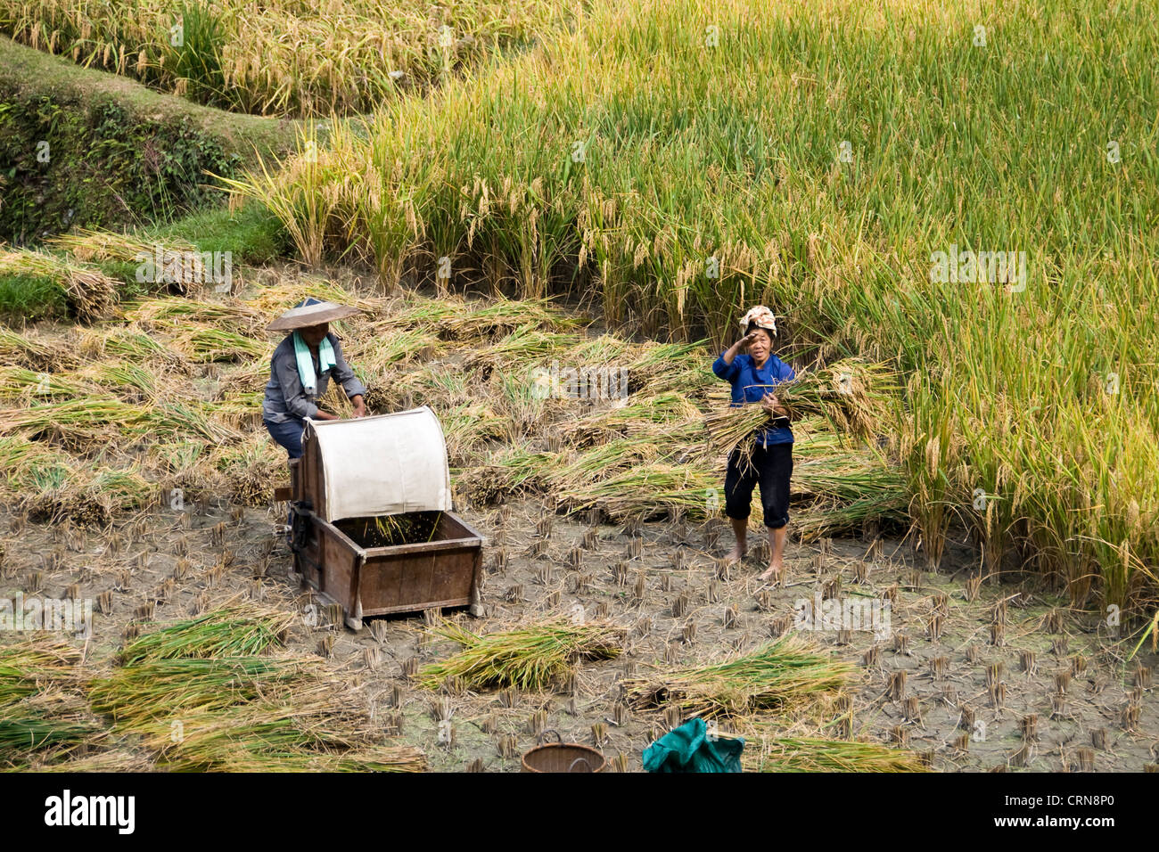 Chinesische Bauern bei der Ernte in Terrassen Reis Felder in der Nähe von Zhaoxing, Guizhou Provinz - China Stockfoto