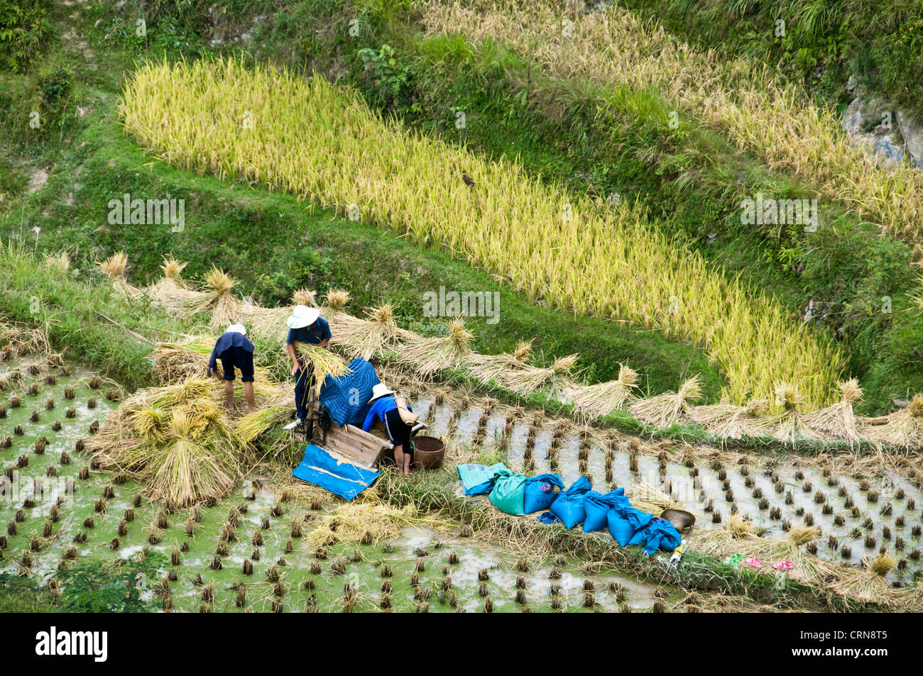 Chinesische Bauern bei der Ernte in Terrassen Reis Felder in der Nähe von Zhaoxing, Guizhou Provinz - China Stockfoto