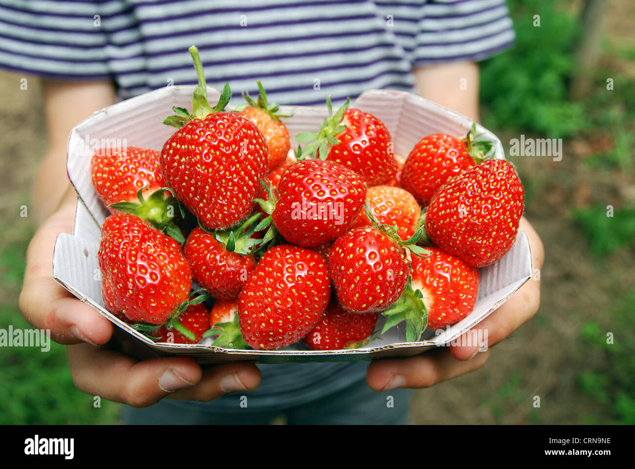 frisch gepflückte Erdbeeren aus eine eigene "pick" Obsthof in Cheshire, Großbritannien Stockfoto