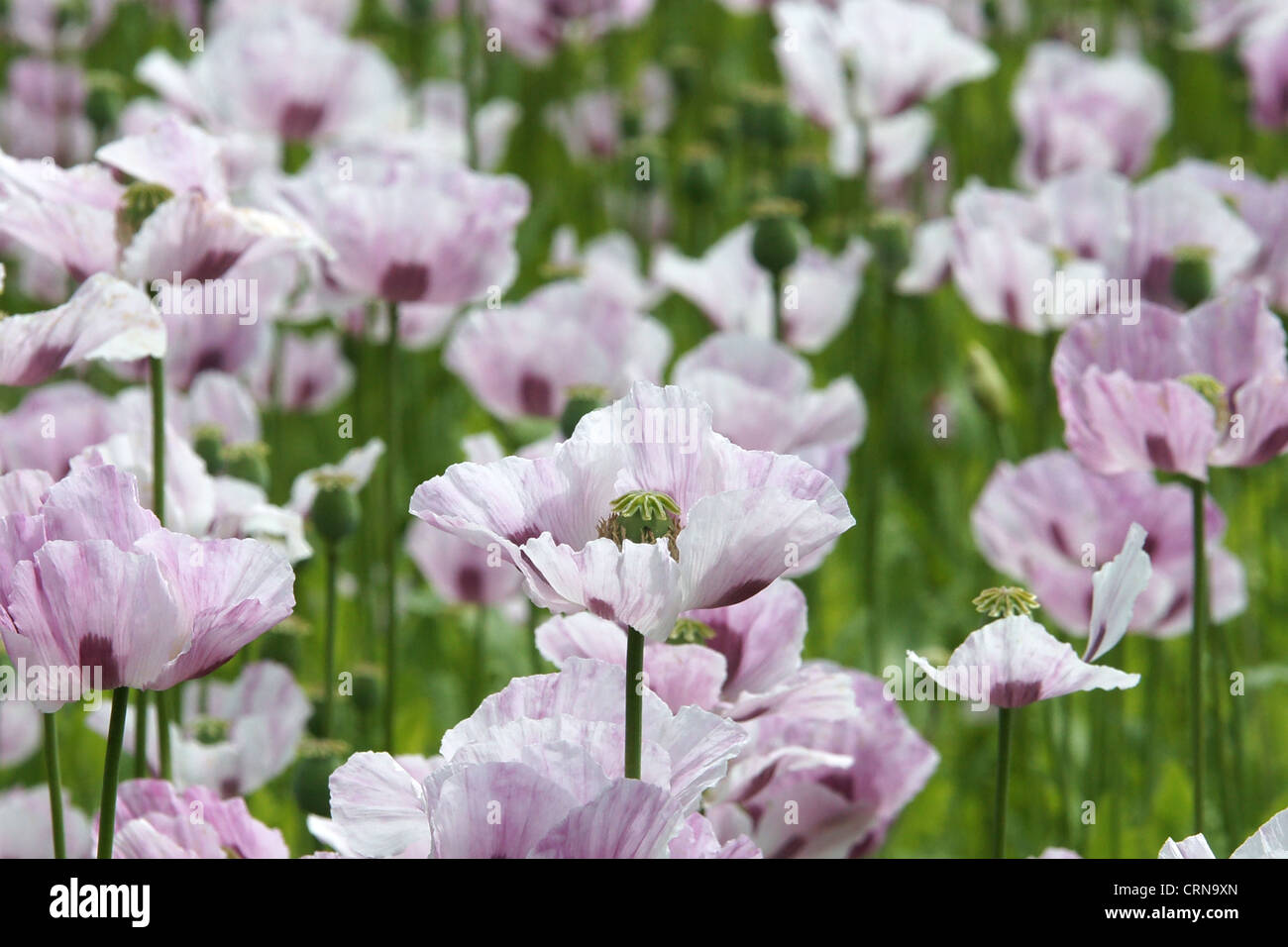Mohn für medizinische Zwecke Stockfoto