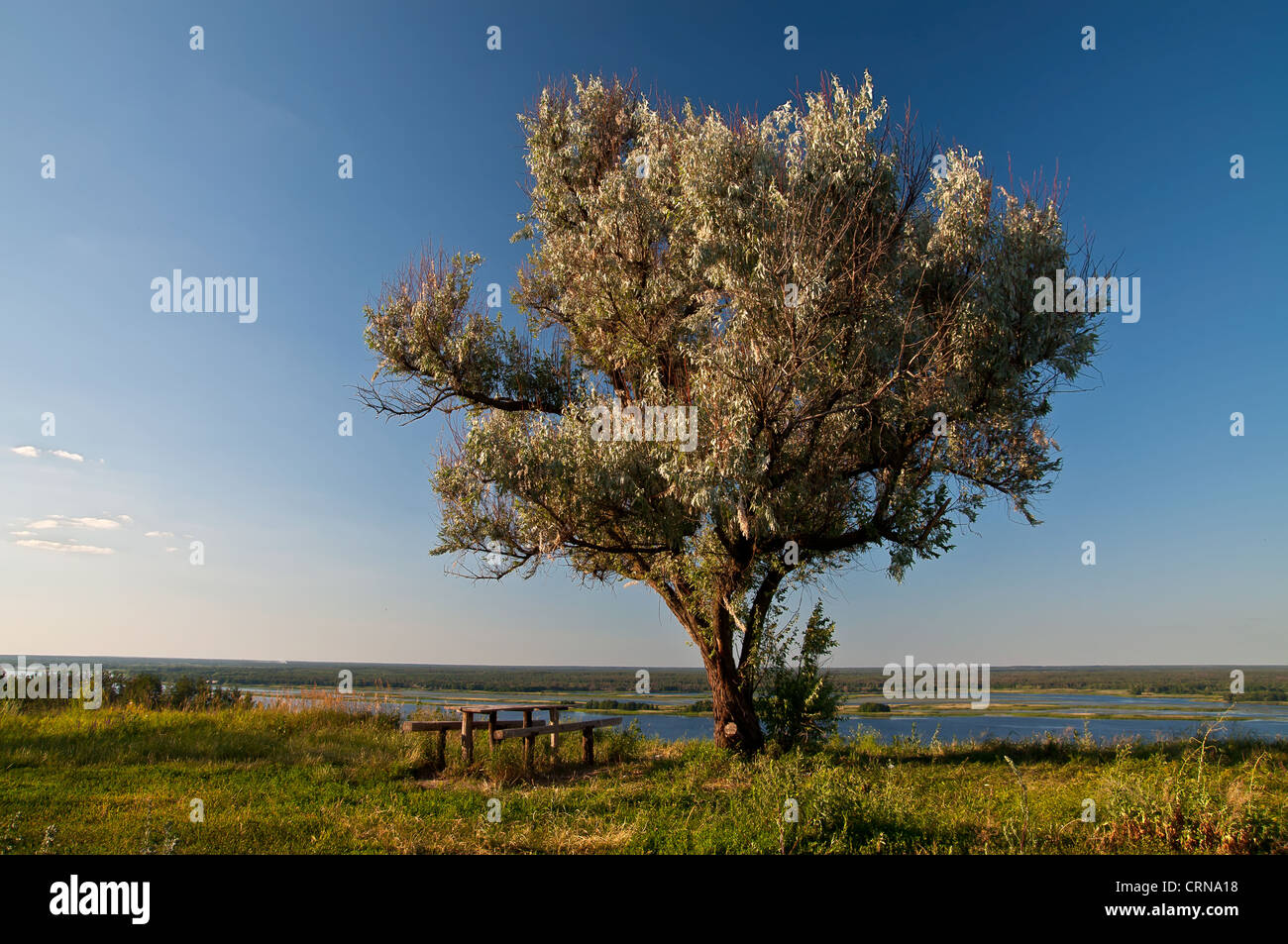 Alten wilden Ölbaum, Tisch und Bänke an den Ufern des Dnjepr, Kiew, Ukraine Stockfoto