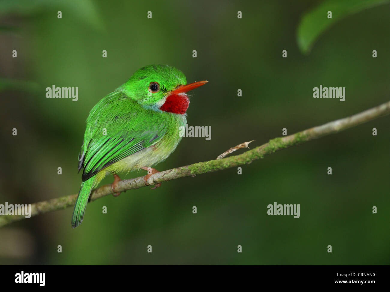 Jamaikanische Tody (Todus Todus) Erwachsene, März thront auf Zweig, Blue Mountains in Jamaika, Stockfoto