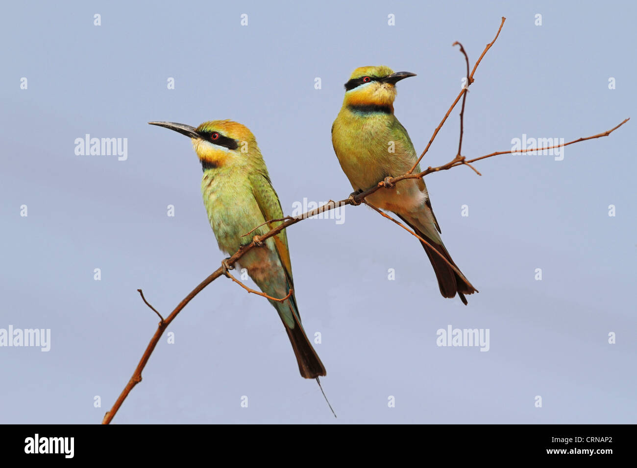 Regenbogen Bienenfresser (Merops Ornatus) Erwachsenen paar, thront auf Zweig, Western Australia, Australien Stockfoto