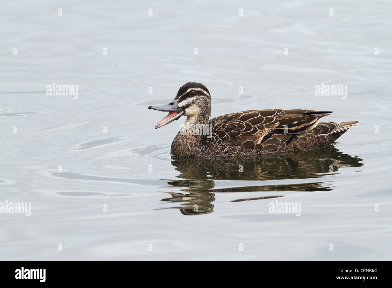 Pazifische schwarze Ente (Anas Superciliosa) Männchen, aufrufen und Schwimmen am See in einem Park, Perth, Western Australia, Australien Stockfoto