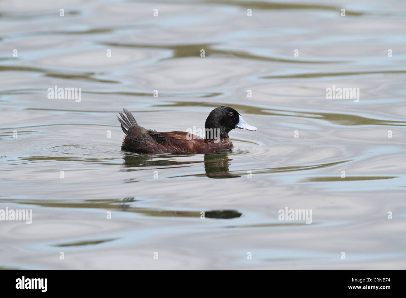 Blau-billed Ente (Oxyura Australis) Männchen, Schwimmen am See in einem Park, Perth, Western Australia, Australien Stockfoto