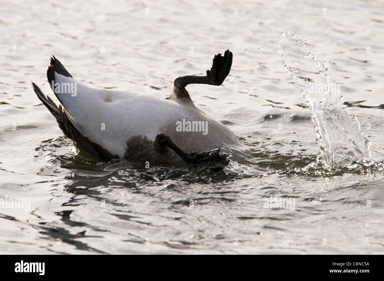 Kanadagans (Branta Canadensis) eingeführten Arten, Erwachsene, mit Kopf unter Wasser und Beine in der Luft völlig auf den Kopf gestellt Stockfoto