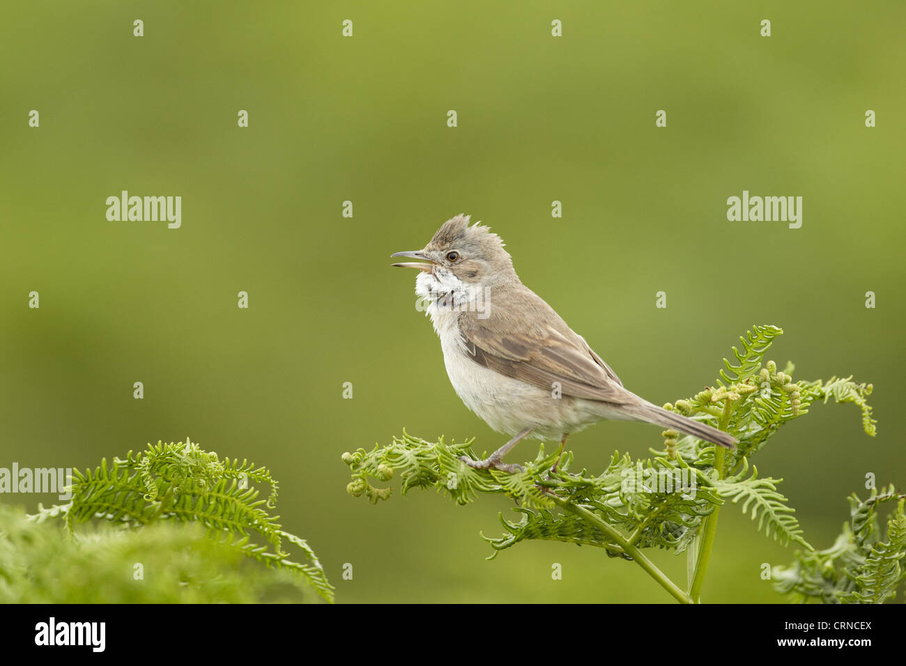 Gemeinsame Whitethroat (Sylvia Communis) erwachsenen männlichen, gehockt singen, Bracken, Pembrokeshire, Wales, Juli Stockfoto