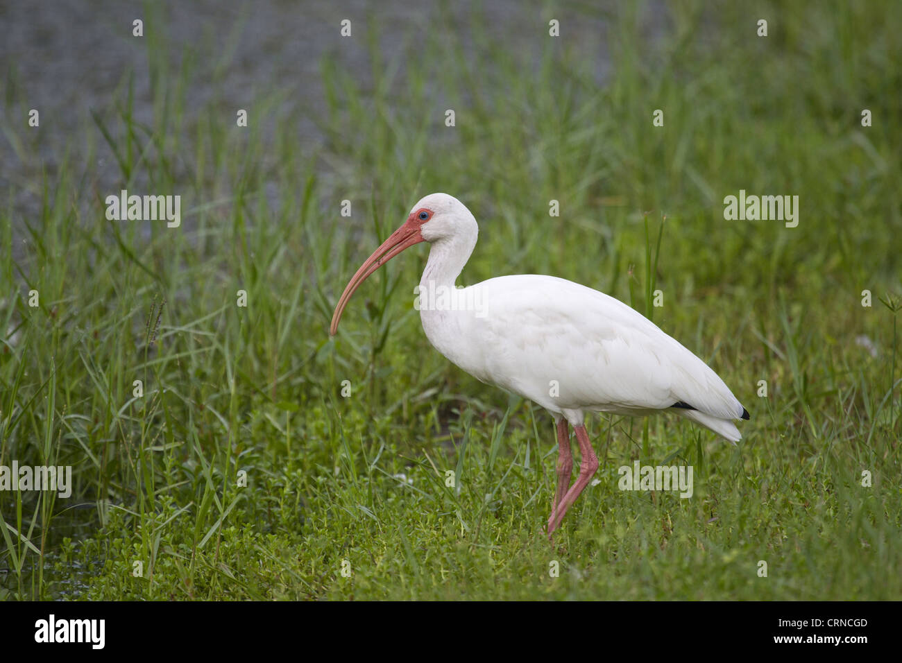 American White Ibis (Eudocimus Albus) Erwachsenen, stehend im Sumpf, Florida, USA, august Stockfoto
