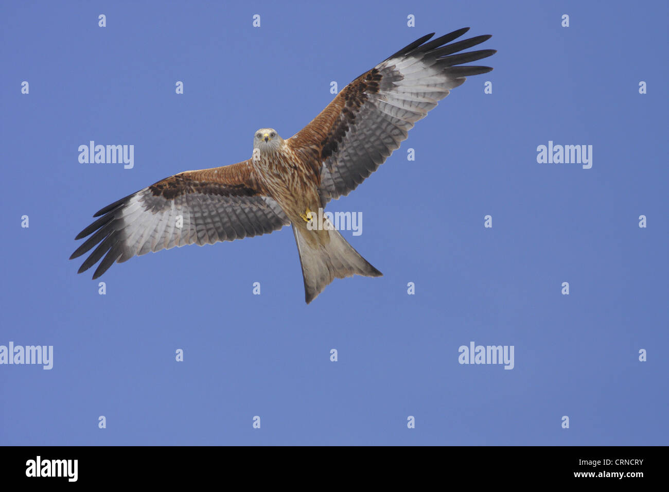 Rotmilan (Milvus Milvus) Erwachsenen, während des Fluges, Unterseite beleuchtet durch Schnee unten, North Yorkshire, England, Februar Stockfoto