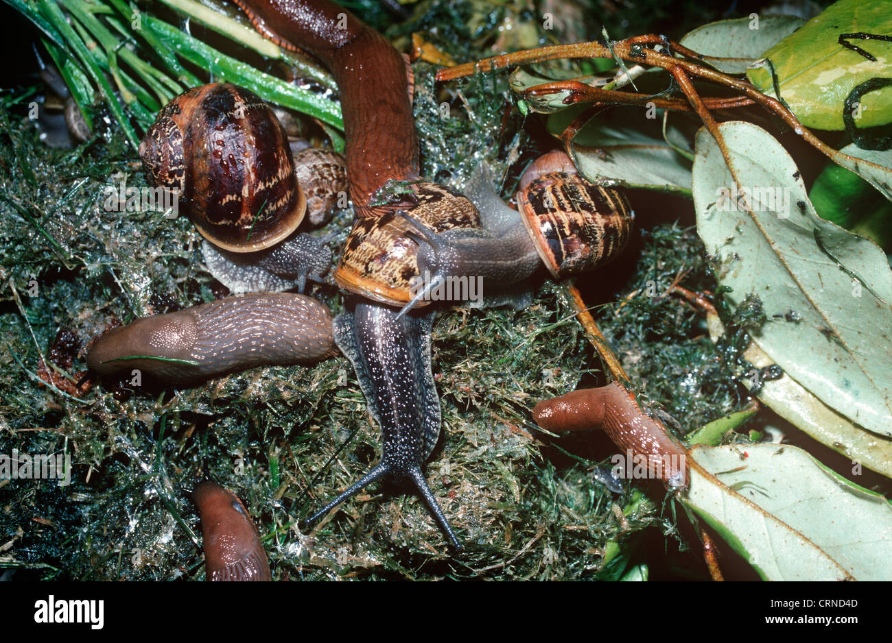 Gemeinsame oder Garten-Schnecke (Helix Aspersa: Helicidae) auf einen Komposthaufen im Garten bei Nacht Fütterung mit Schnecken (Arion Ater) UK Stockfoto