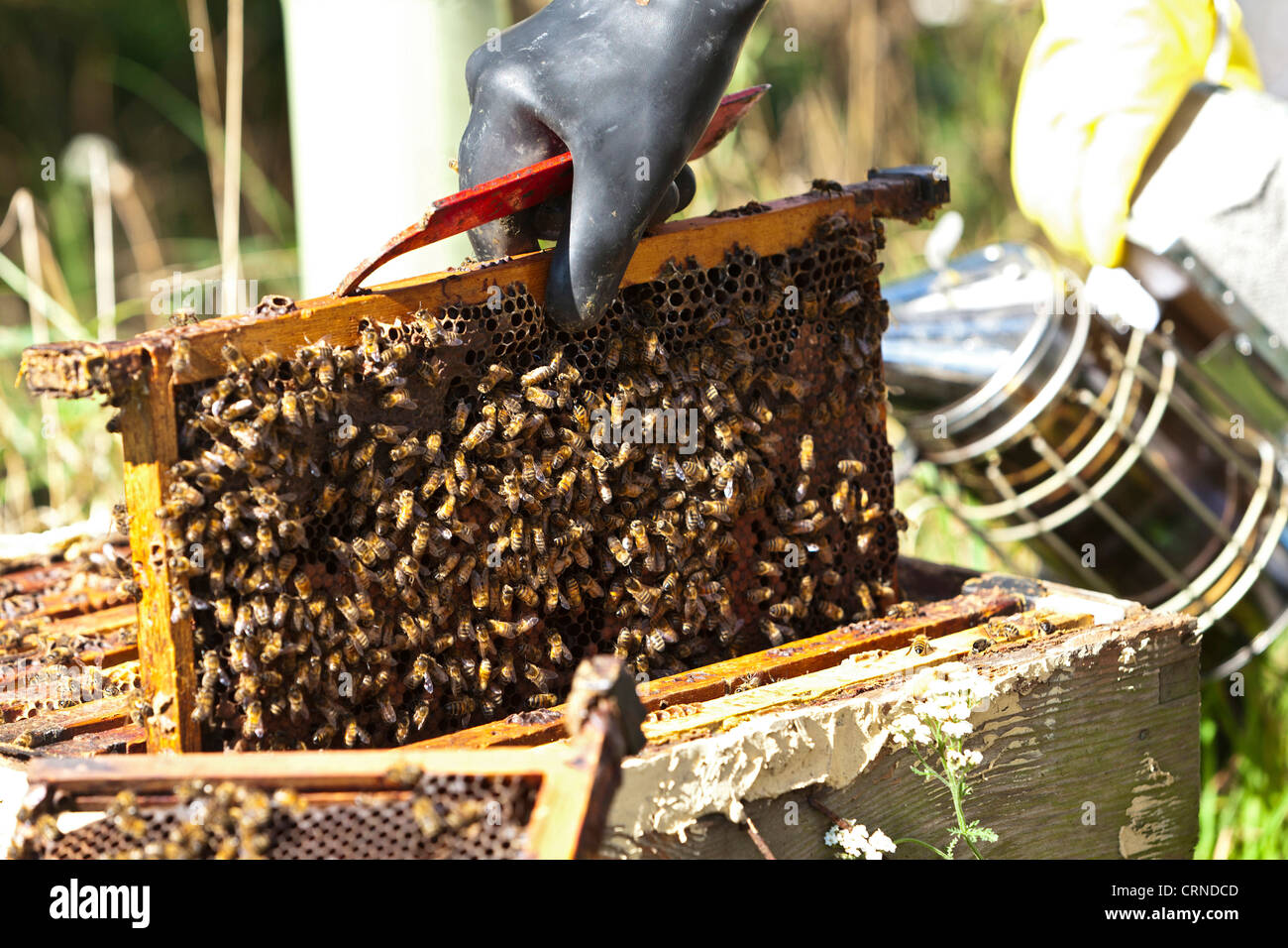 Ein Biene-Halter tragen von Schutzkleidung, die Inspektion eines Bienenstock. Stockfoto