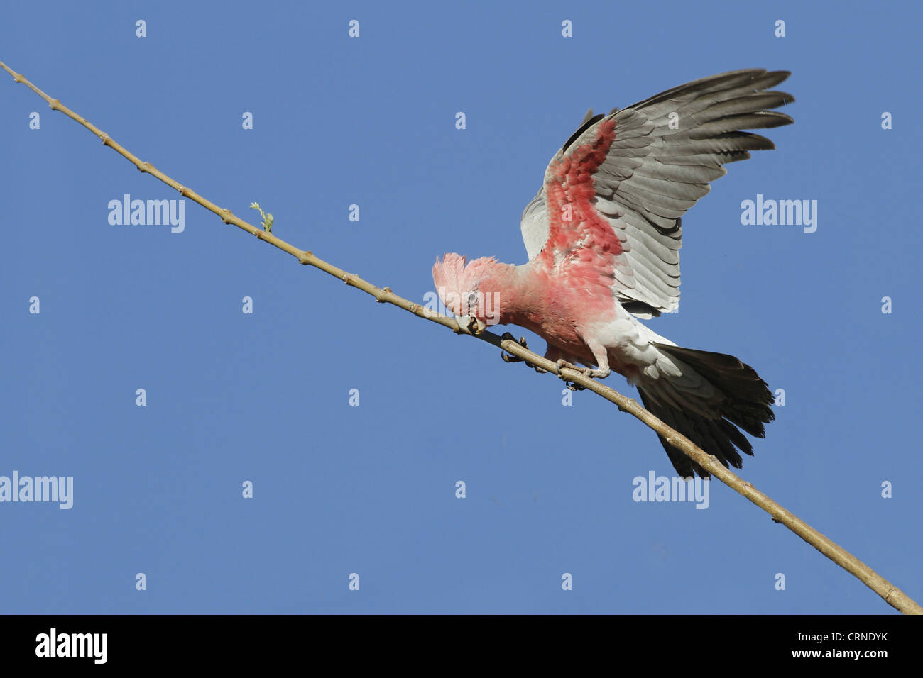 Rosakakadu (Eolophus Roseicapillus) Erwachsene, mit Flügel öffnen, thront auf Zweig, Western Australia, Australien Stockfoto