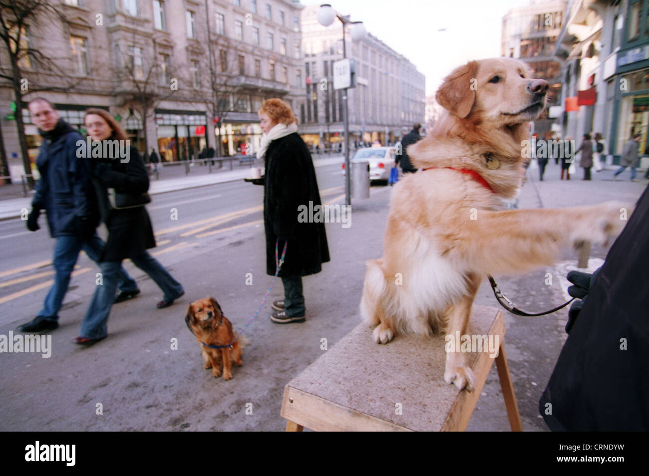Im Zentrum von Zürich: Hund betteln bei seinem Meister Stockfoto