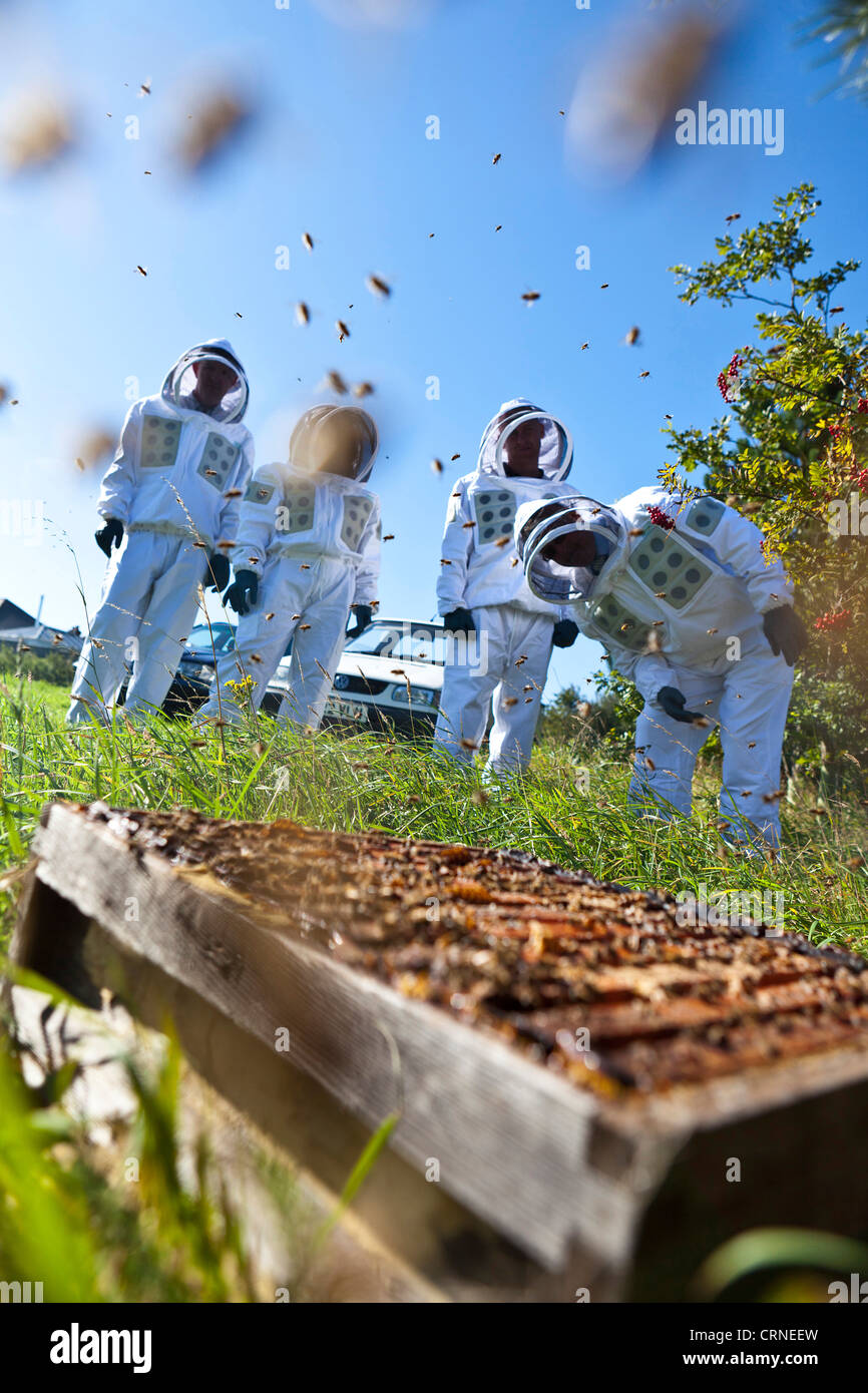 Eine Gruppe von Menschen, die alle tragen Schutzkleidung auf der Suche nach einem Bienenstock während einer Demonstration der Bienenzucht. Stockfoto