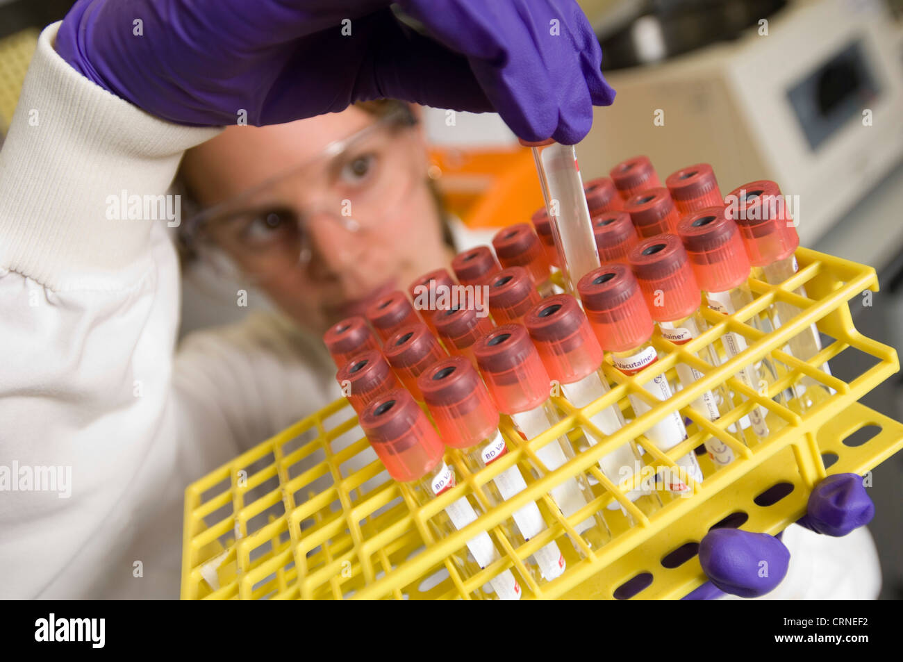Ein Wissenschaftler überprüft ein Tablett mit Proben in einem Labor Stockfoto