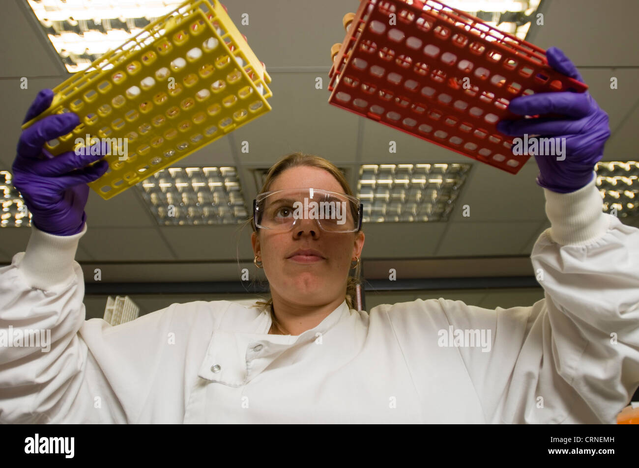 Schalen von Proben sorgfältig durch ein Labor verschoben wird Stockfoto