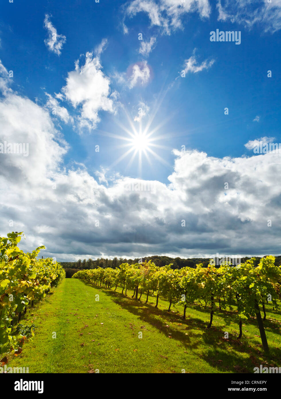 Reihen von Weinstöcken in Biddenden Weinberg. Stockfoto