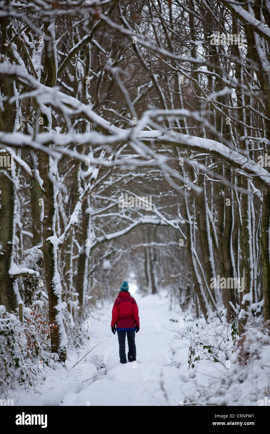 Eine Frau, die zu Fuß über einen Waldweg durch den frischen Tiefschnee. Stockfoto
