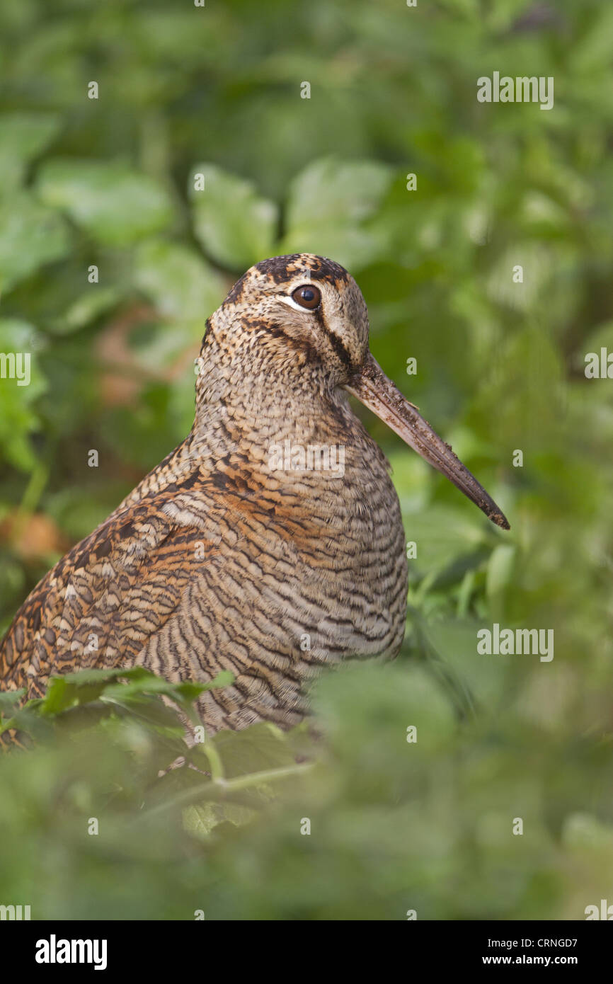 Waldschnepfe (Scolopax Rusticola) Erwachsenen, Vegetation, Suffolk, England, Februar stehen Stockfoto