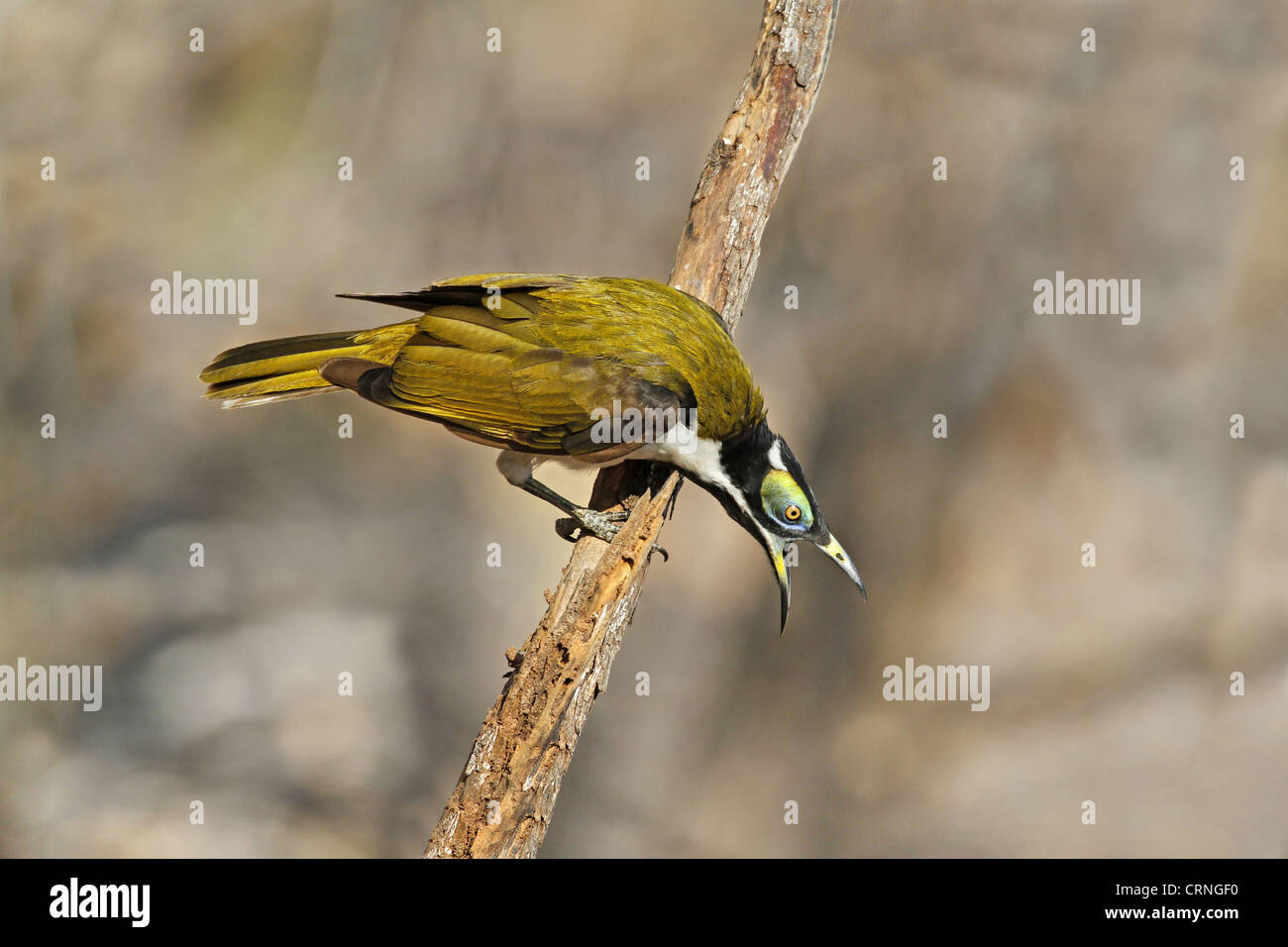 Blau-faced Honigfresser (Entomyzon Cyanotis) unreif männlich, Berufung in aggressivem Verhalten, thront auf Zweig, Northern Stockfoto